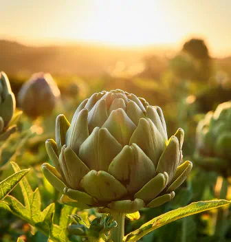 Artichoke