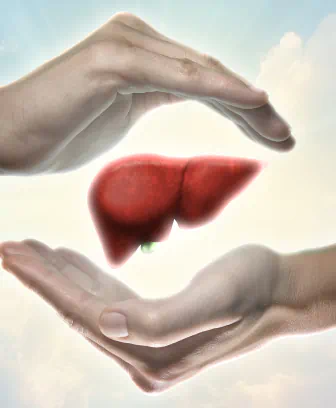 Liver